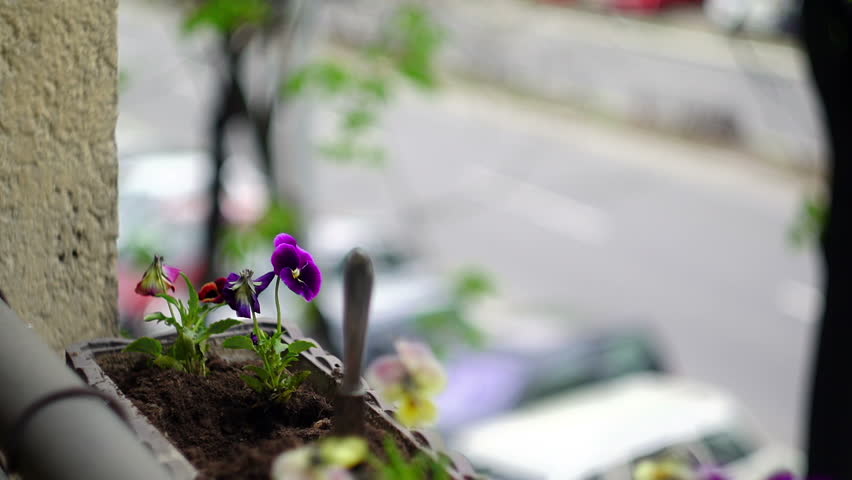 Super 35mm camera - planting flowers on a balcony 