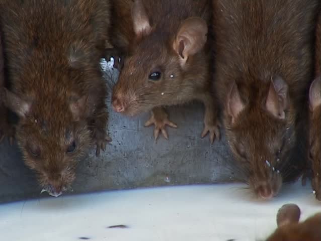 Holy Rats in Hindu temple drinking milk