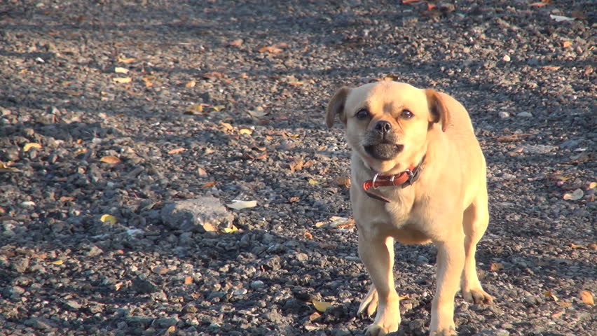 Barking Dog, Audio