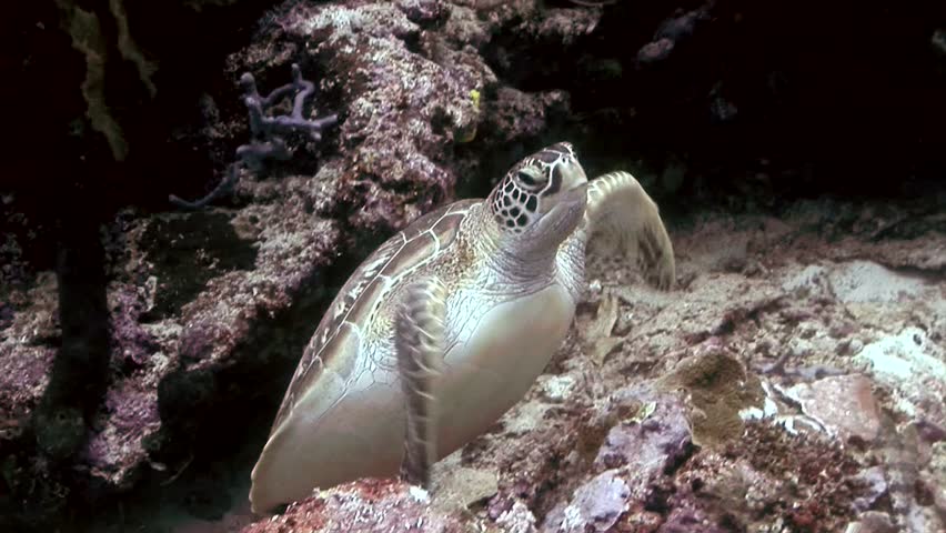 turtle swimming to camera scuba diving high definition
