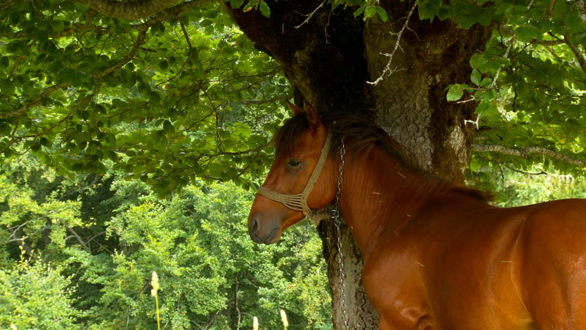 Horse is scratching on a tree