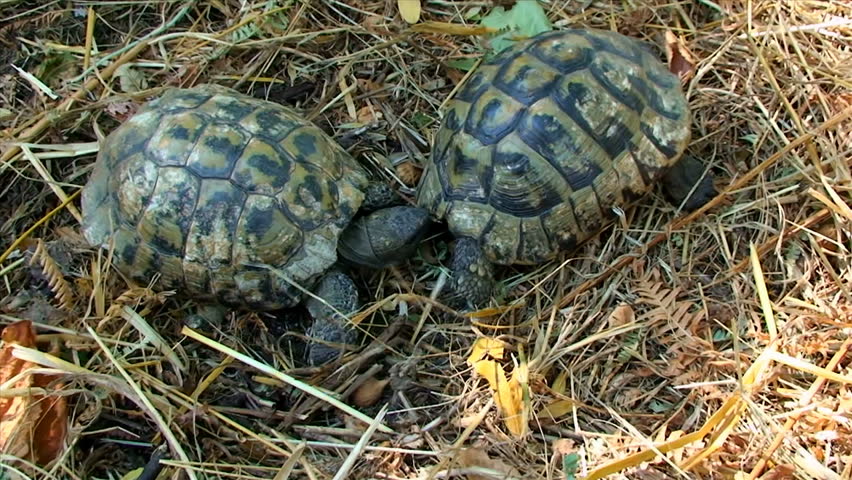 Turtles in the grass