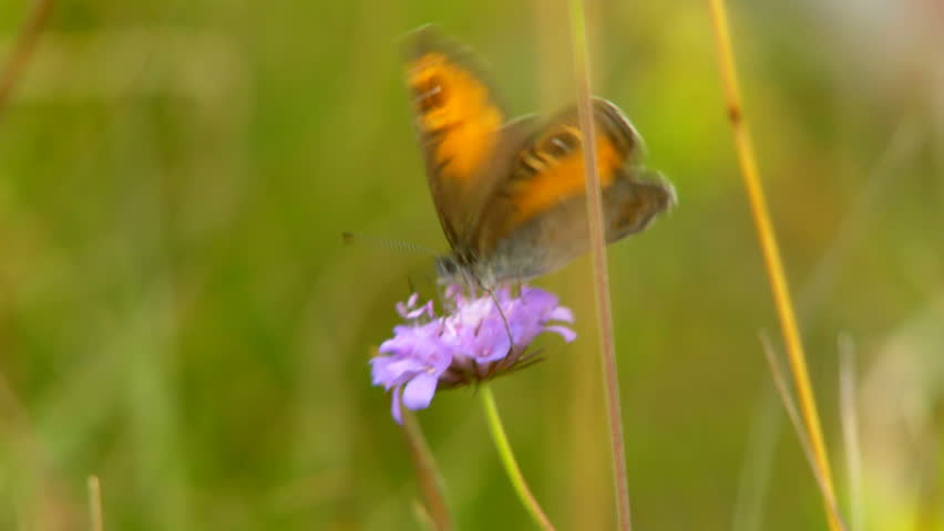 Butterfly on blue flower