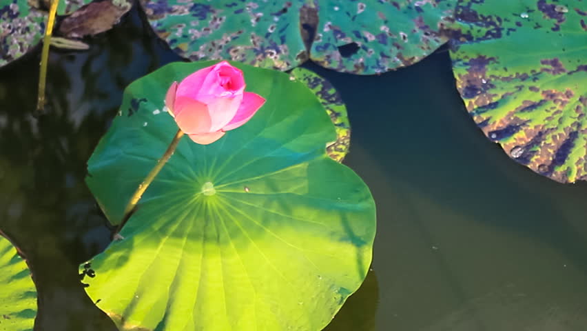 Lotus Pond/Close up of a lotus flower swaying in the breeze above a reflective pond