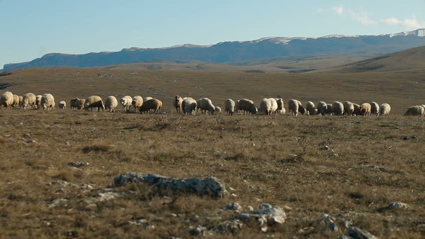 Sheeps Grazing On a Crimean Mountain Plateau