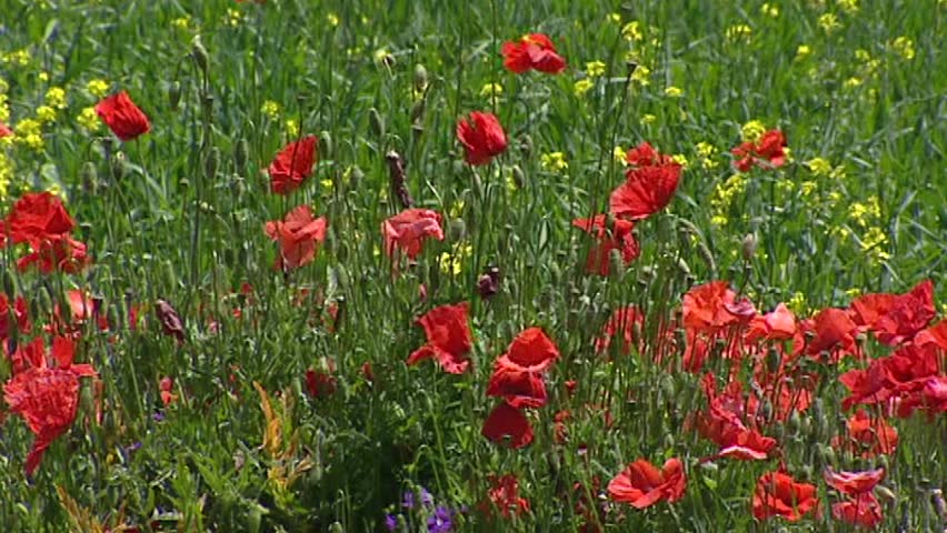 PROVENCE, FRANCE: meadow with poppies blooming in French Alps - medium shot. The Route Napoleon leads from the French Riviera to the southern Pre-Alps.