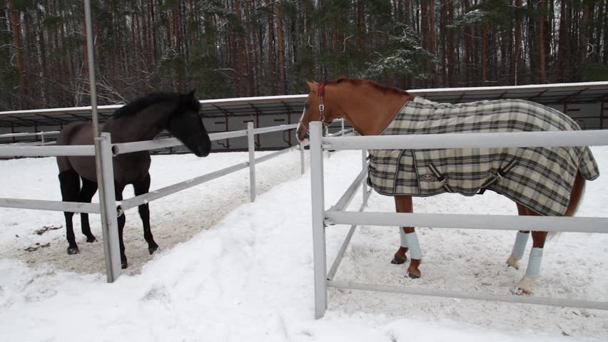 two horses stand in an open-air paddock