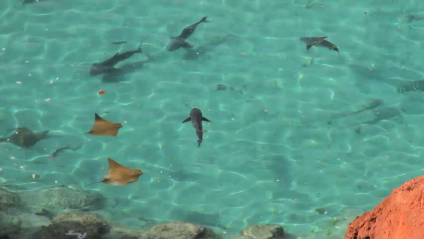Sting Rays and Sharks Swim in Overhead Aquarium