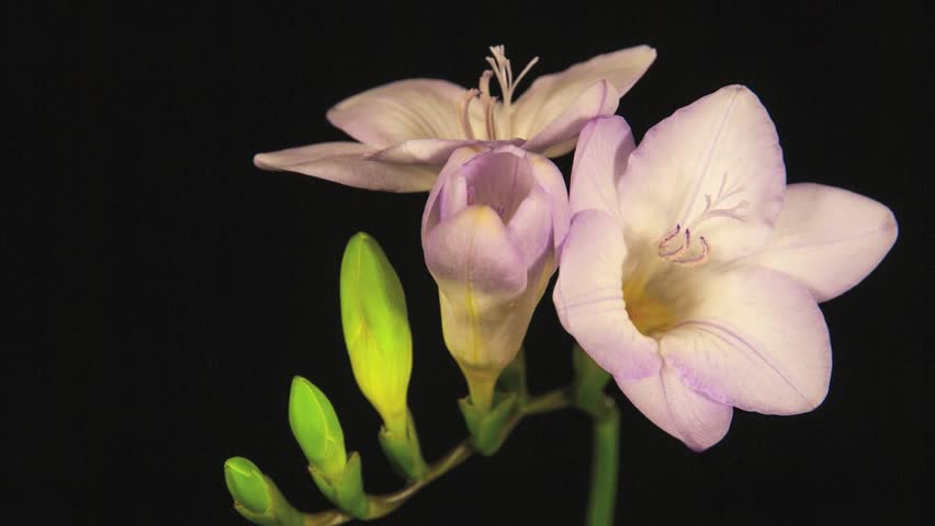 Pink Freesia Flowers Blooming on Black Background Time Lapse
