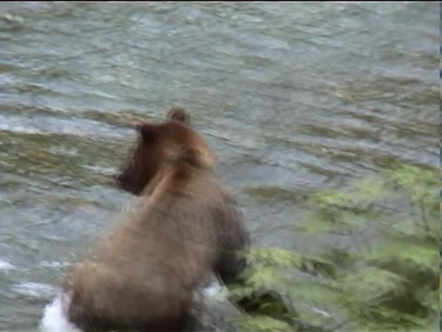 Grizzly bear fishing for salmon in Fish creek, Stewart & Hyder, Alaska
