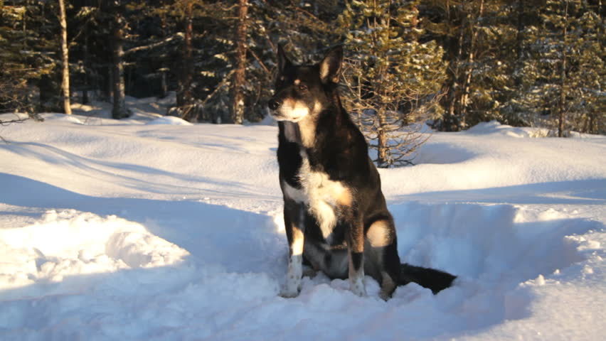 Dog Lapponian Herder, used by the Scandinavian sami people for herding and quarding reindeer
