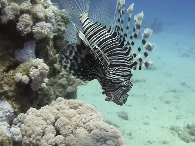 Lion fish swimming amongst beautiful coral reef