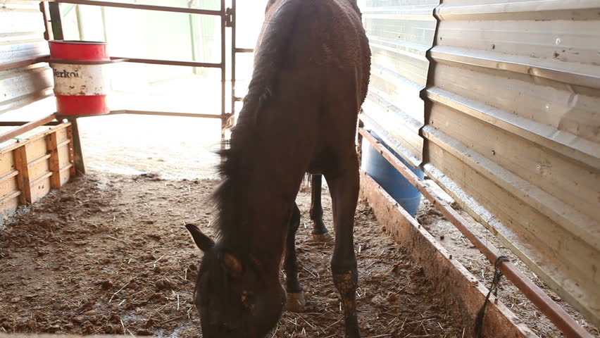 Close up of peaceful Spanish Horses (Andalusian Horses) resting inside their barn 