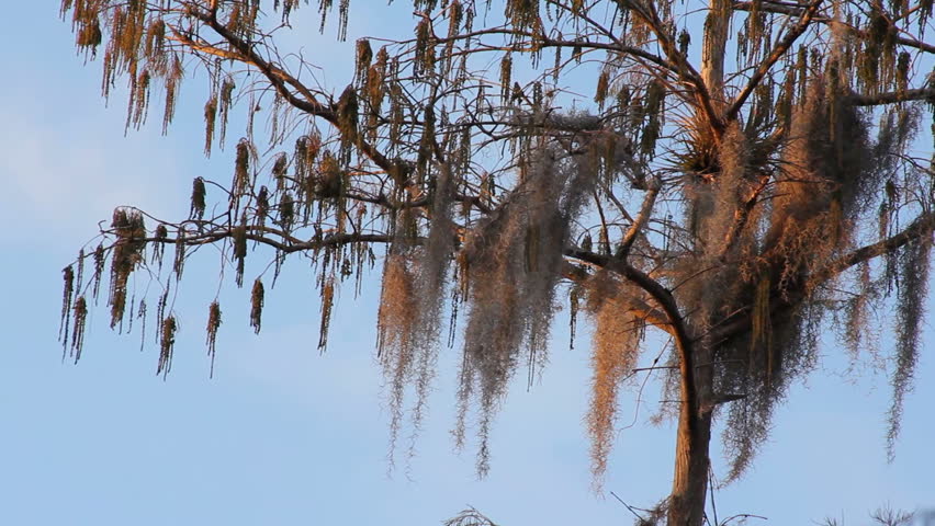 Spanish moss on bald cypress, Loxahatchee National Wildlife Refuge, Florida