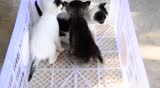 Kitten