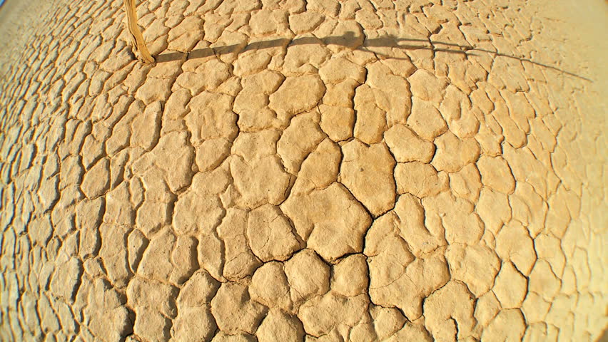 Petrified tree in barren environmental landscape with wide-angle lens