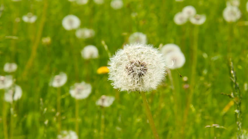 Spring Dandelions 2. A field of fresh spring dandelions and grass. Close-up of one dandelion.