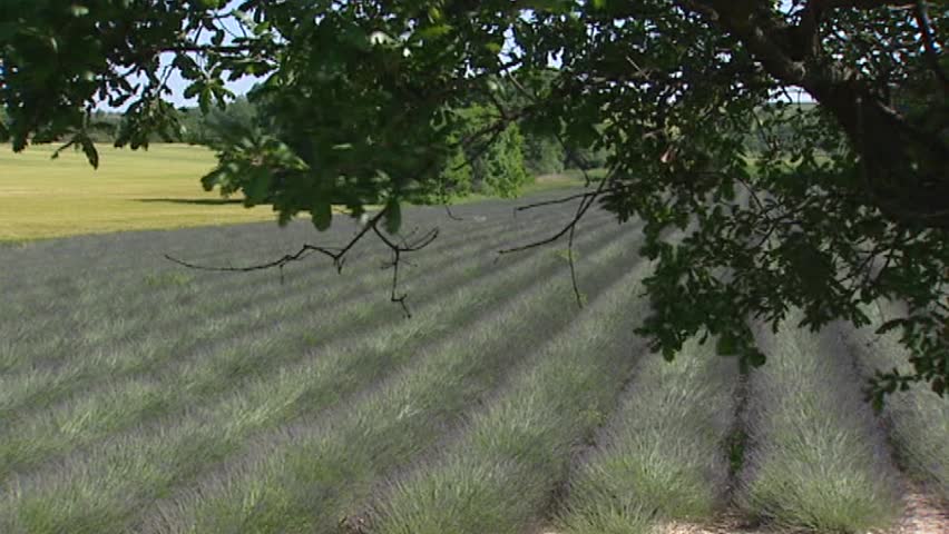 PUIMOISSON, PROVENCE, FRANCE: lavender field in rows