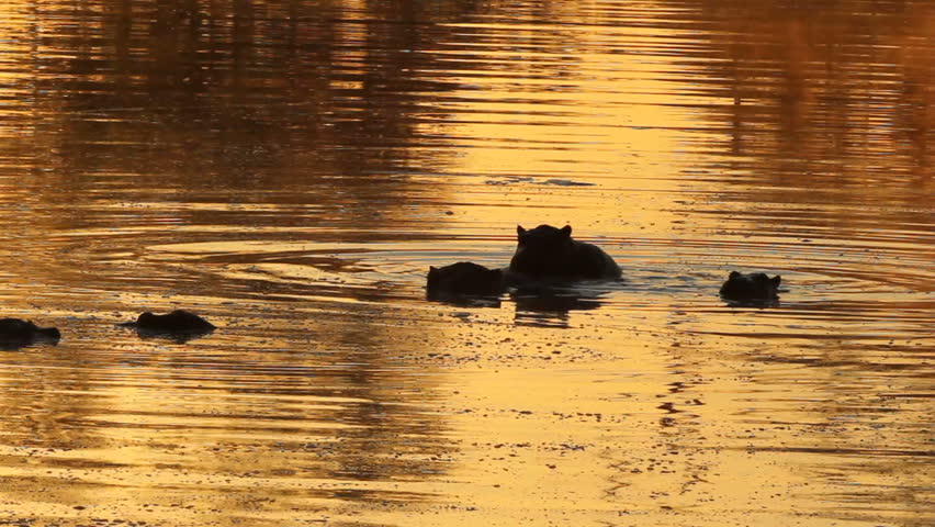 Hippos (Hippopotamus amphibius) in water at sunrise with golden reflections, Sabie-Sand nature reserve, South Africa