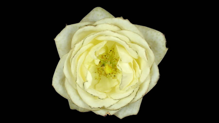 Time-lapse of dying white rose ALPHA matte 1 