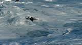 Slow Motion Video of a Pelican Flying Low Over an Ocean Wave on the Central Coast of California.