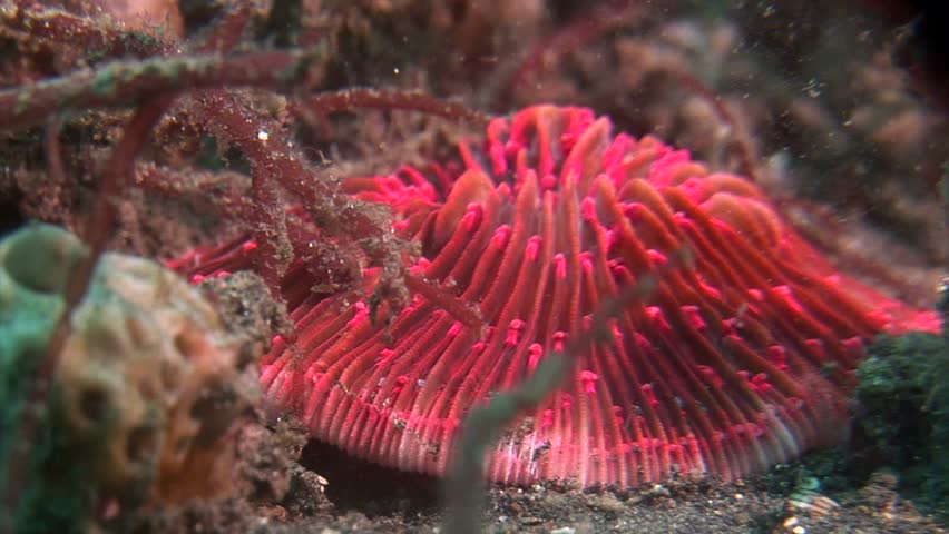 strange underwater creatures 5 5 clips lembeh strait indonesia