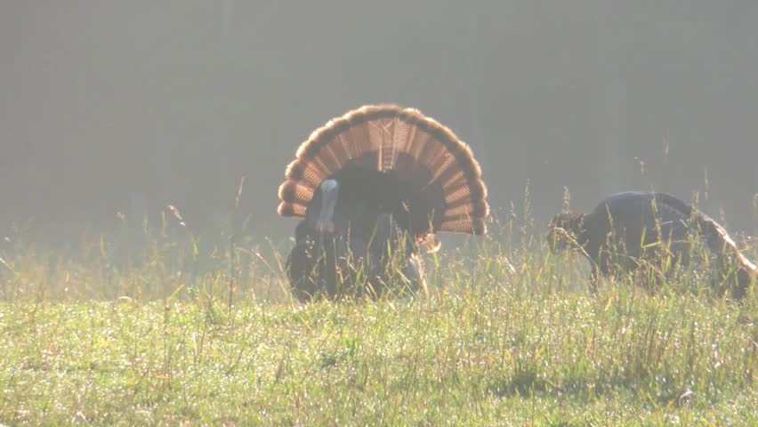 Two male Turkeys seeking to impress a nearby female. The Cades Cove area of The Great Smokey Mountains National Park, Tennessee.
