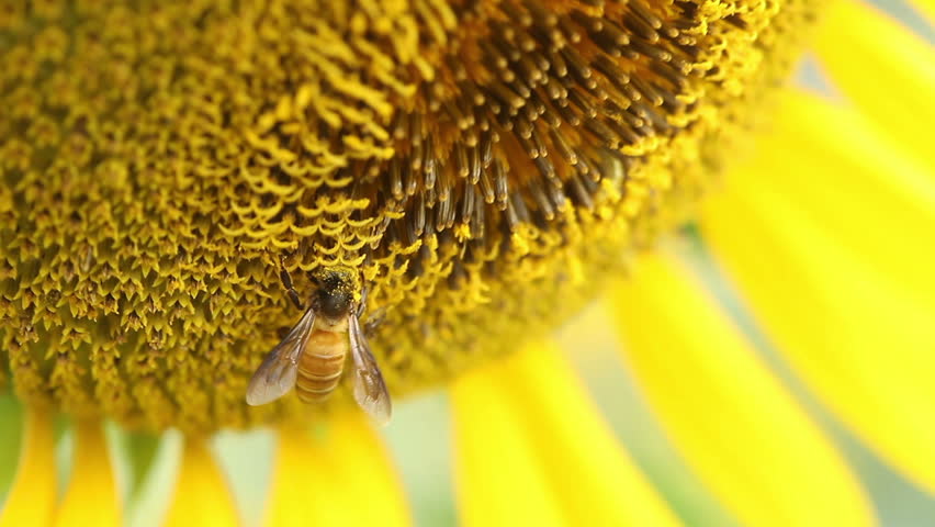Macro shot of bees feeding on a blooming sunflower