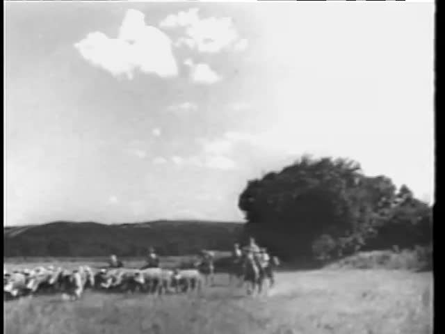 Cowboys herding cattle on ranch