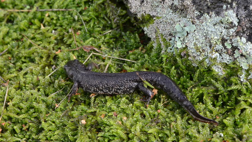 newt triton eft pleurodelinae salamandridae amphibian on moss.