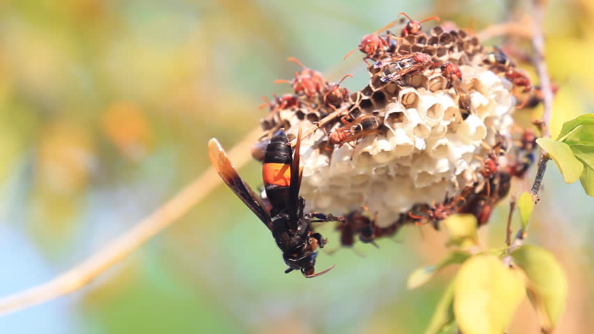 Wasp ovipositing