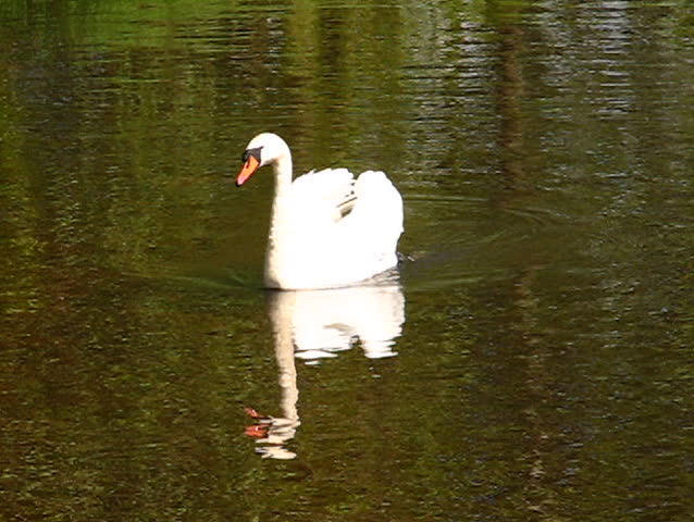 Swan on the lake