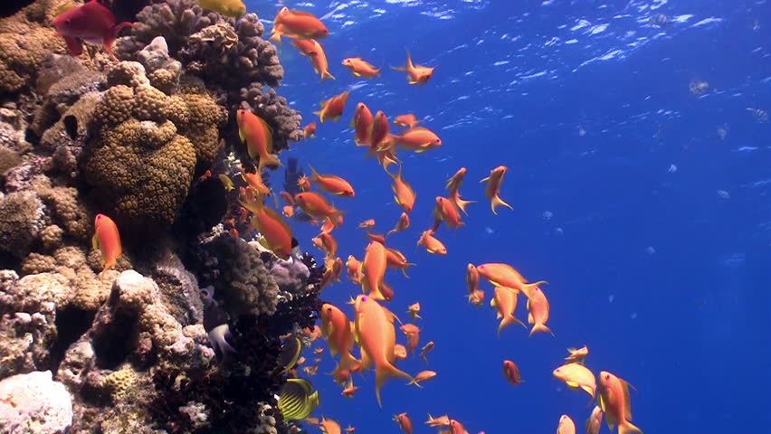 Colorful Fish on Vibrant Coral Reef, static scene, Red sea