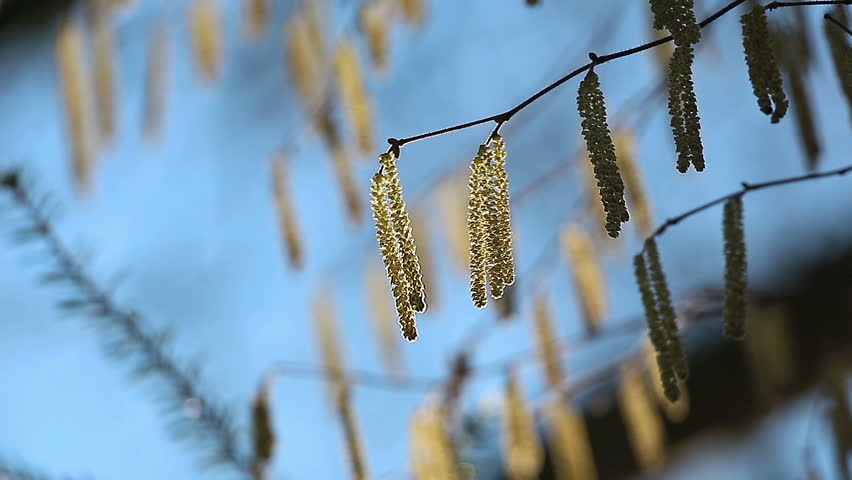 Catkins in a forest