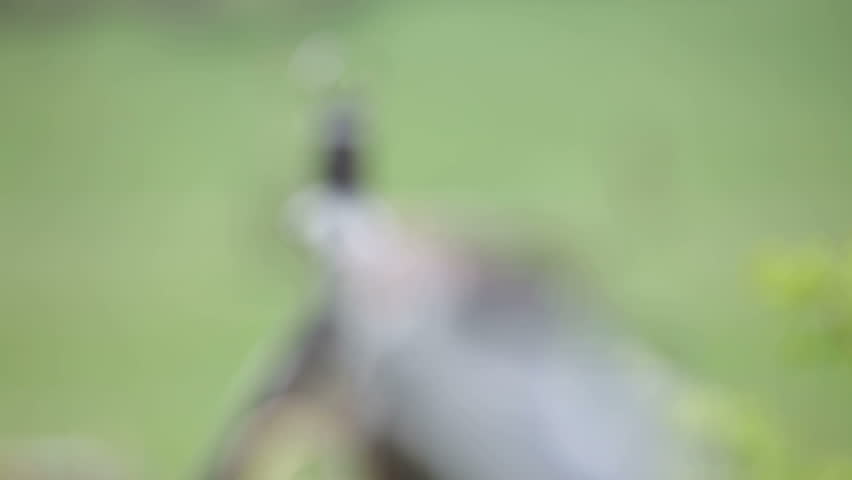 Aiming in birds during hunt.
Aiming and shooting.