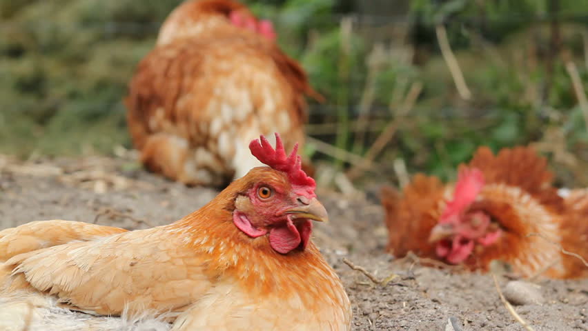 three chicken