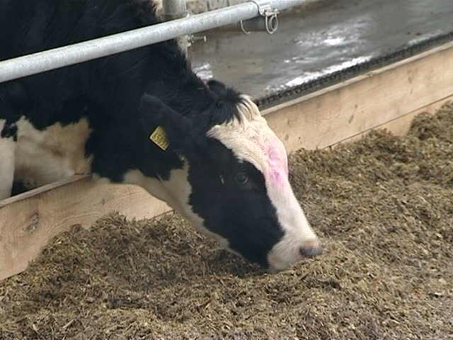 Cow in the stall eating food, Paddock on the farm, Minsk region, Belarus