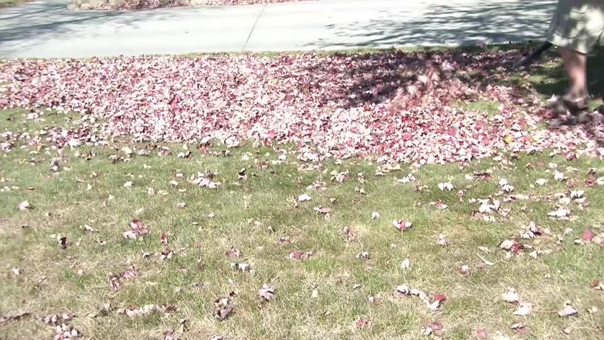 Man blows red leaves in the sunlight with electric blower machine, and begins to assemble them into uniform pile for removal.
