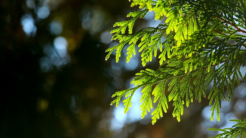 juniper branches in the forest