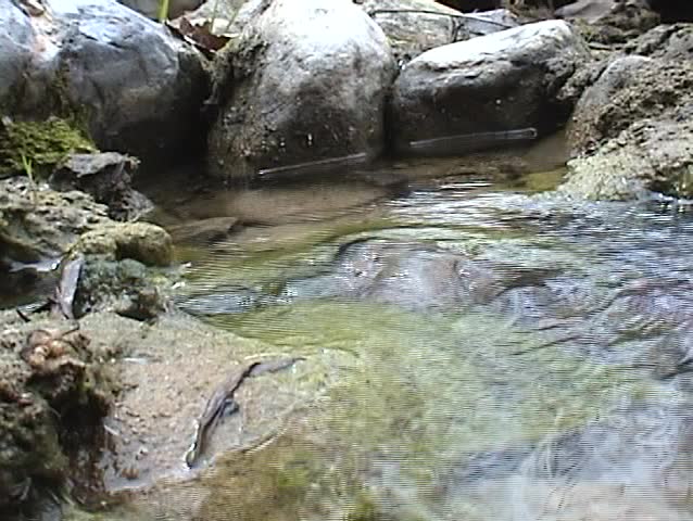 a small fresh water stream in the middle of Orange County California