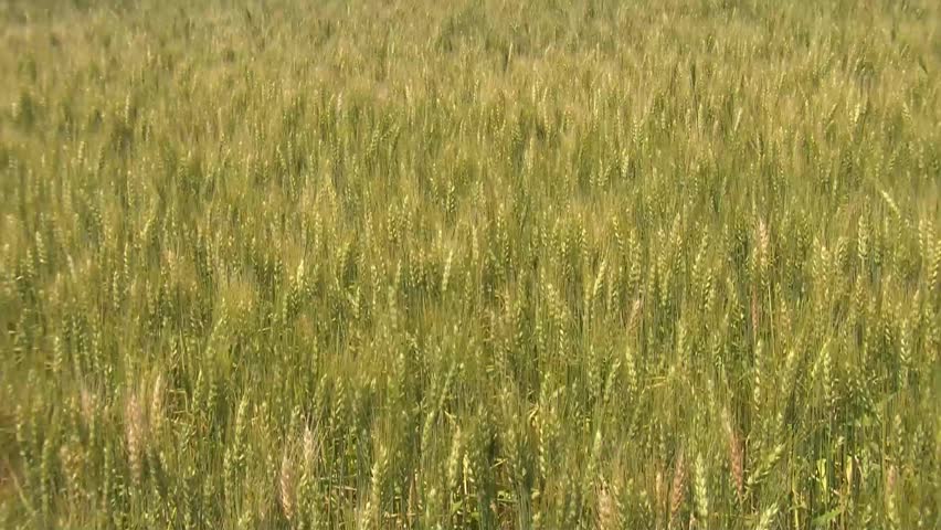 Green and gold wheat gently sway in the breeze while the summer sunlight is brightly illuminating entire field.
