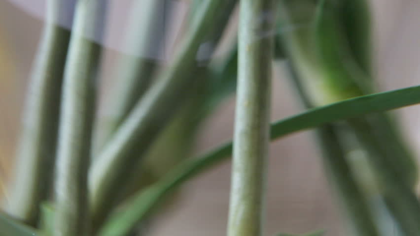 Rose stems in a vase