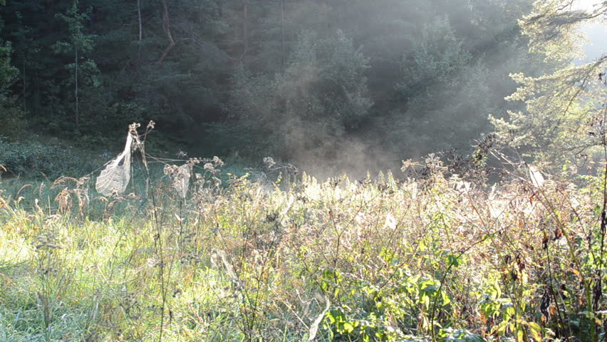meadow grass with lot of spiderweb spider web and fog vapour evaporate.