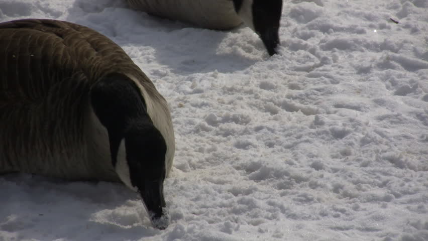 A small group of geese are resting and nibbling on the snow (High Definition)