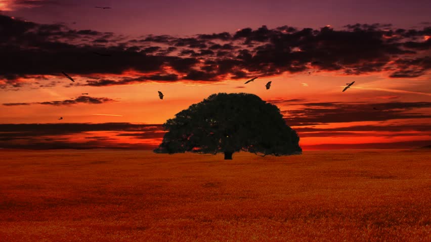 african boab or american oak tree in slow motion sunset with birds flying in circles