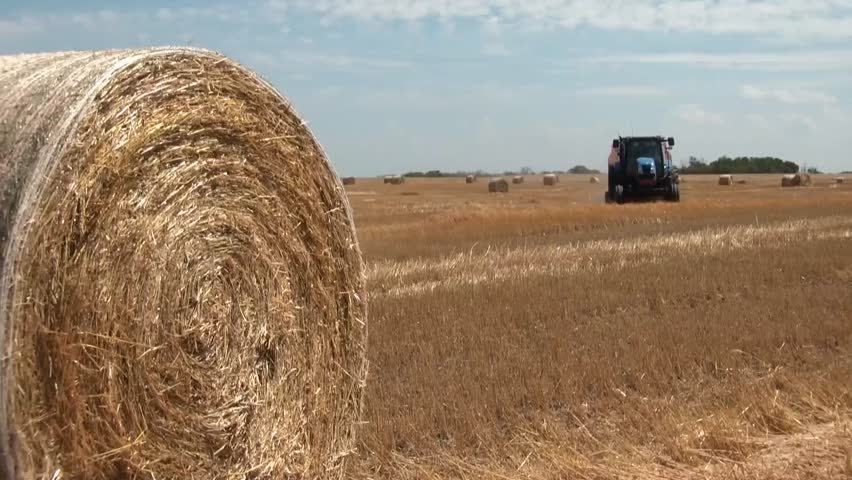 Blue farm tractor approaches quickly in a beautiful yellow colored hay field during sunny afternoon.