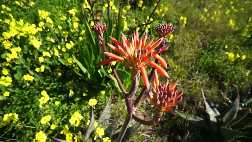 the flowers aloe vera (healing herbs) plant in winter, Park Moret, one of the largest urban parks in Andalusia is a treasure of 72.5 hectares forming the green lung of the city of Huelva, Spain