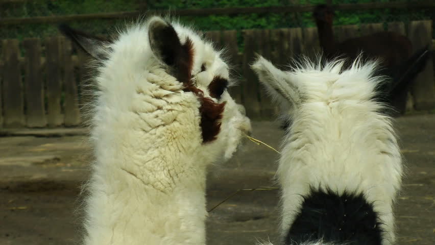 Alpaca close up at farm