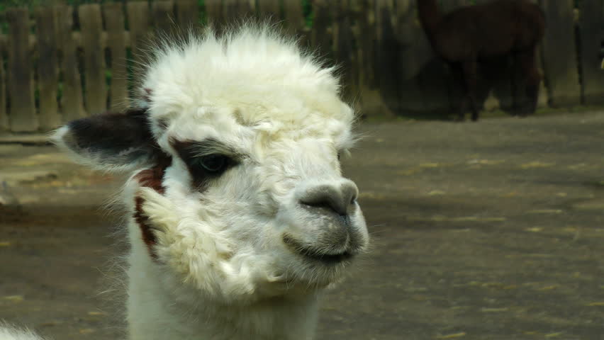 Alpaca close up at farm
