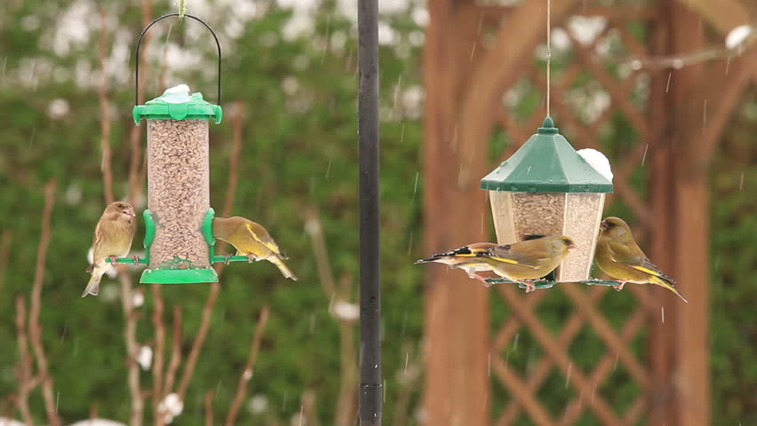 Garden birds eating seeds at feeders in winter